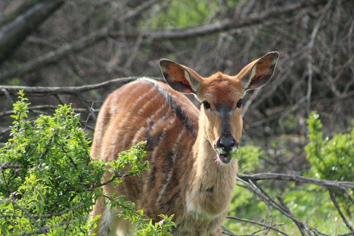 Vacant Land Residential For Sale in Oudtshoorn Rural - Photo 3