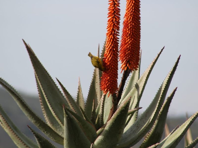 Vacant Land Residential For Sale in Oudtshoorn Rural - Photo 10