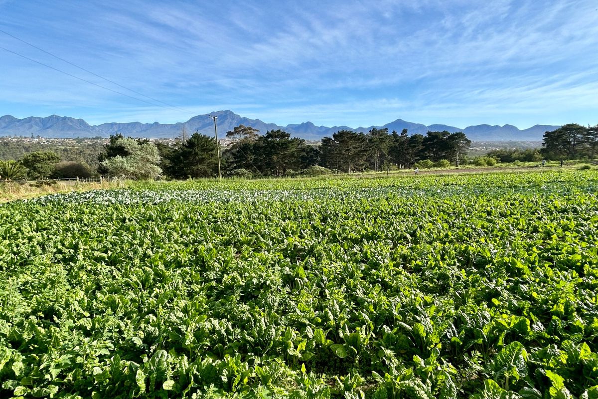 Farm For Sale in Hansmoeskraal AH - Photo 2