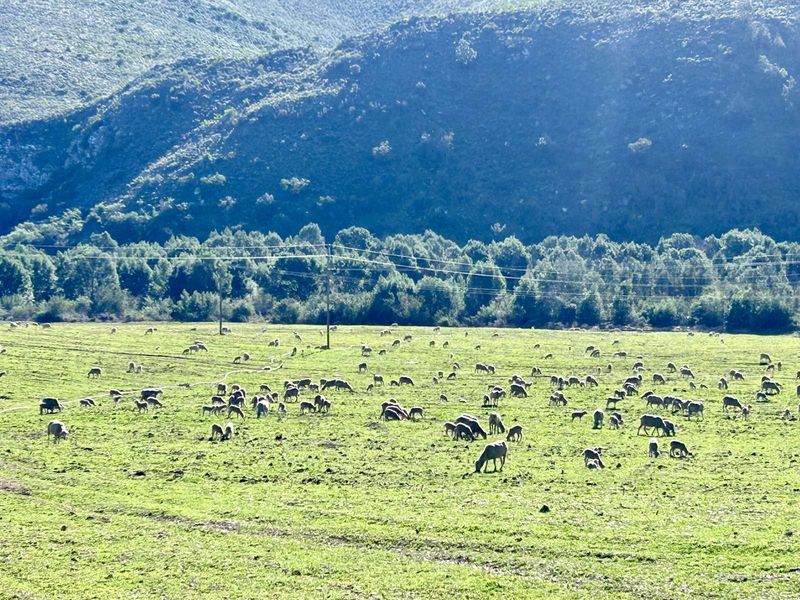 Farm For Sale in George Rural - Photo 8