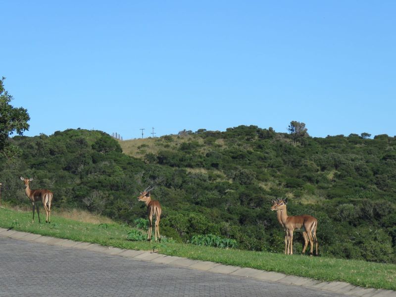 Vacant Land Residential For Sale in Khamanga Bay - Photo 4