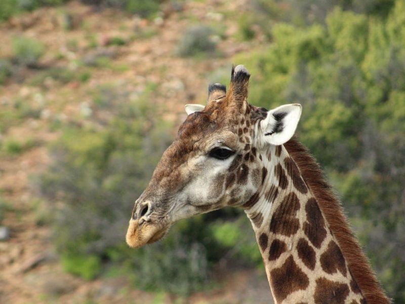 Vacant Land Residential For Sale in Oudtshoorn Rural - Photo 10