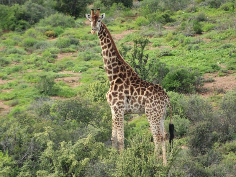 Vacant Land Residential For Sale in Oudtshoorn Rural - Photo 9