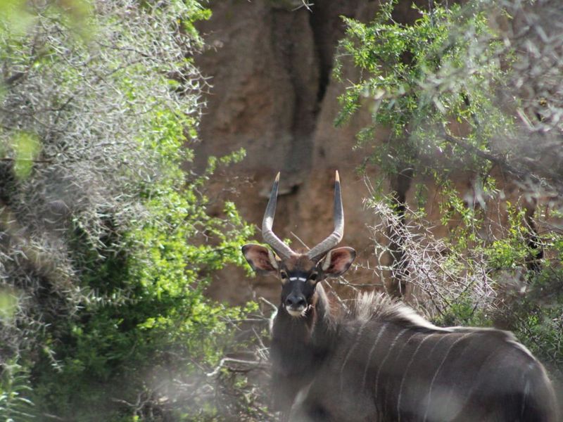 Vacant Land Residential For Sale in Oudtshoorn Rural - Photo 8