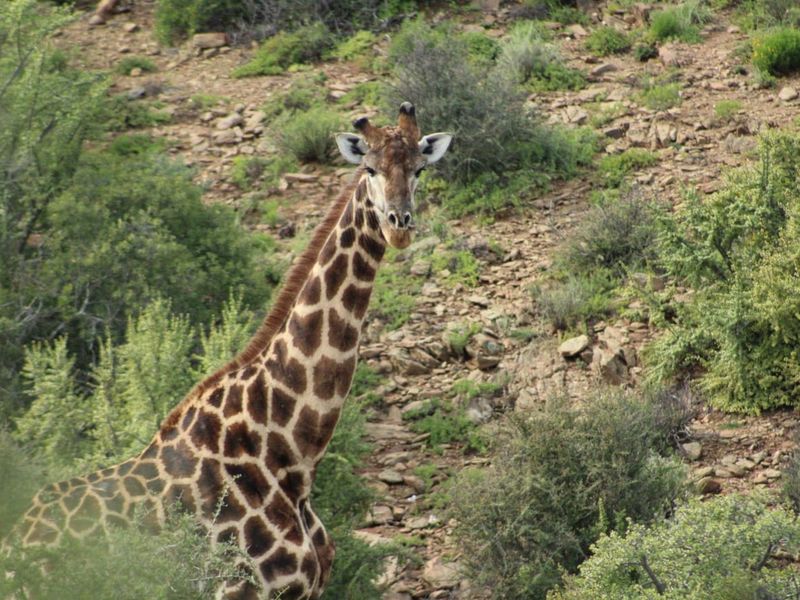 Vacant Land Residential For Sale in Oudtshoorn Rural - Photo 7