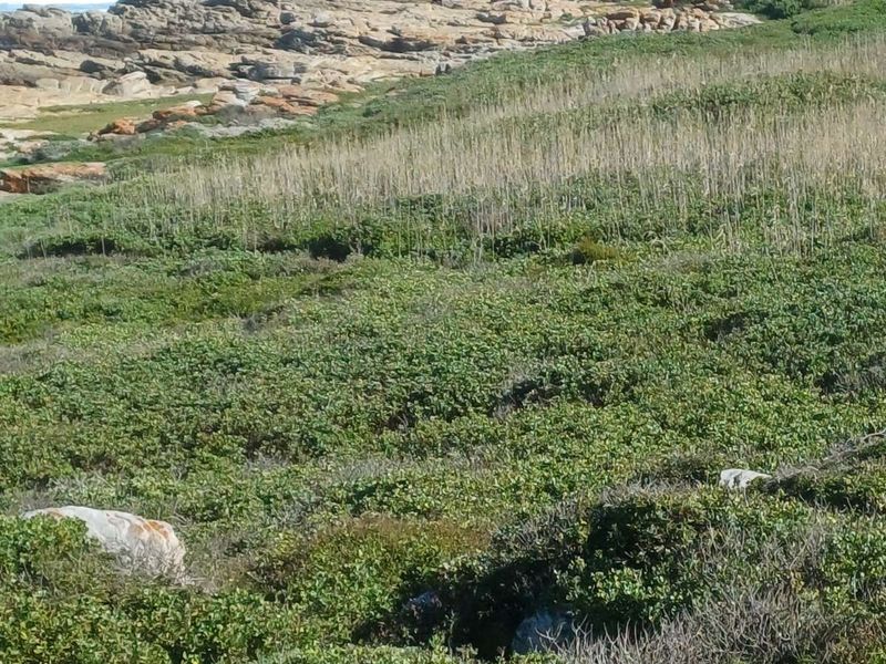 House For Sale in Cape St Francis Central - Photo 5