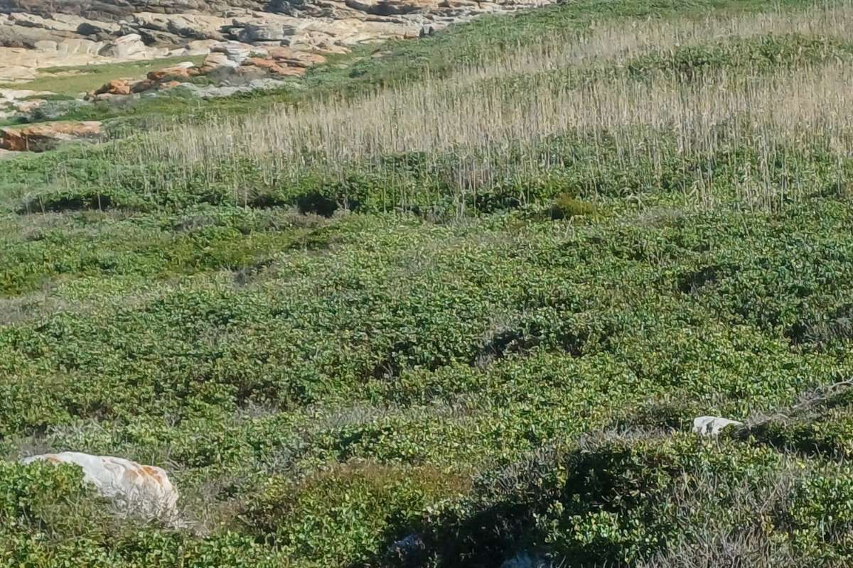 House For Sale in Cape St Francis Central - Photo 5