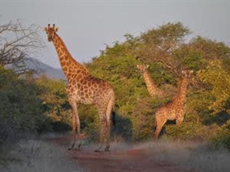 Farm For Sale in Musina Rural - Photo 10