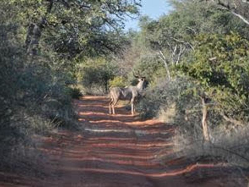 Farm For Sale in Musina Rural - Photo 9
