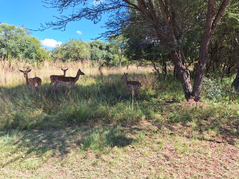 Vacant Land Residential For Sale in Koro Creek Golf Estate - Photo 3