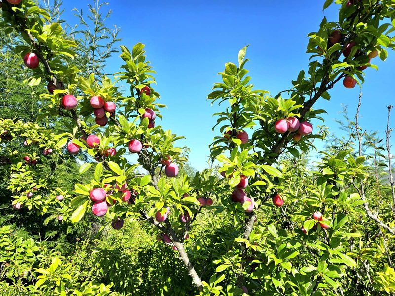 Farm For Sale in Joubertina Rural - Photo 3