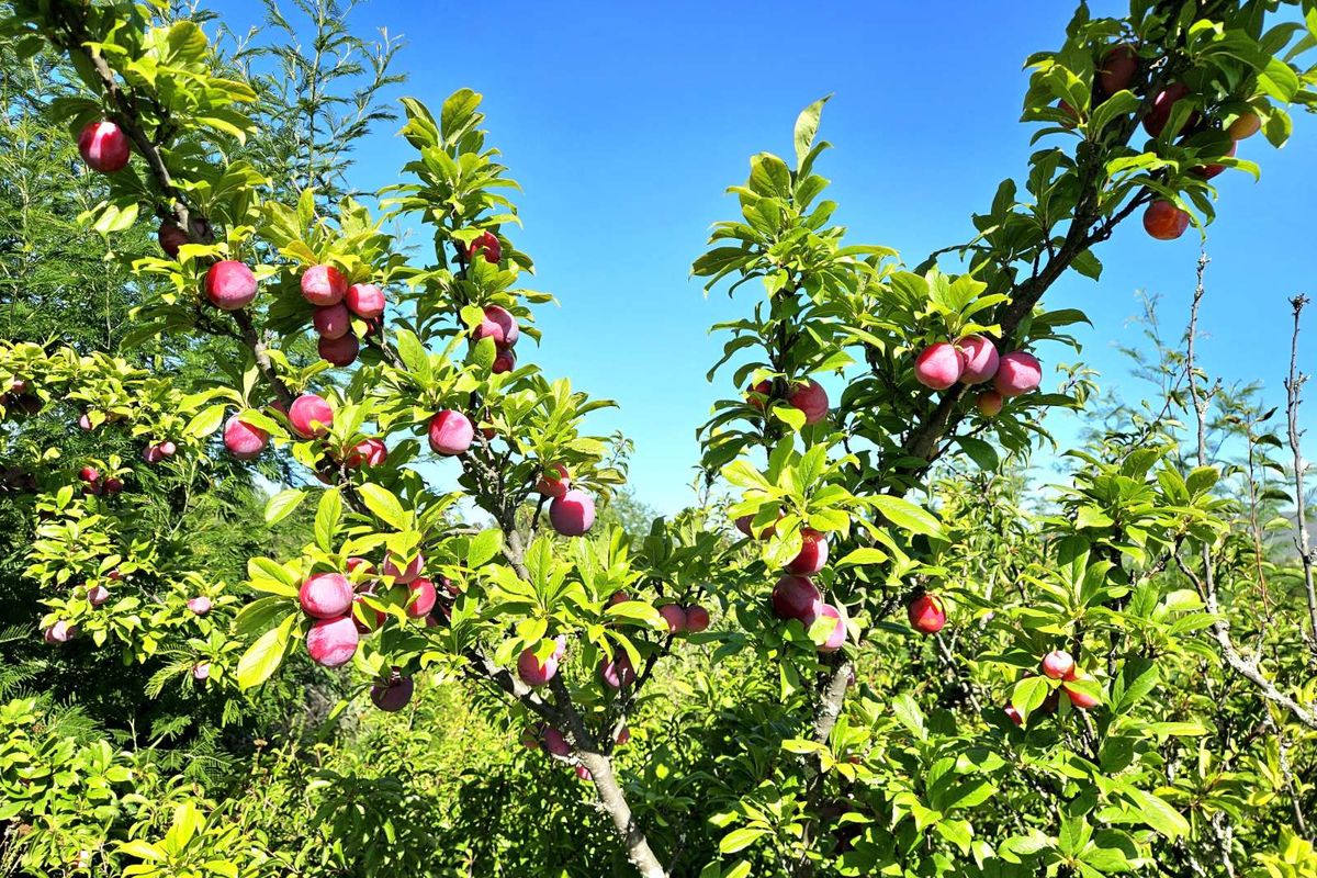 Farm For Sale in Joubertina Rural - Photo 3