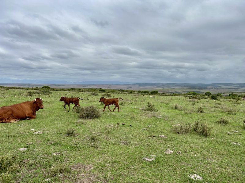 Farm For Sale in Mossel Bay Rural - Photo 4