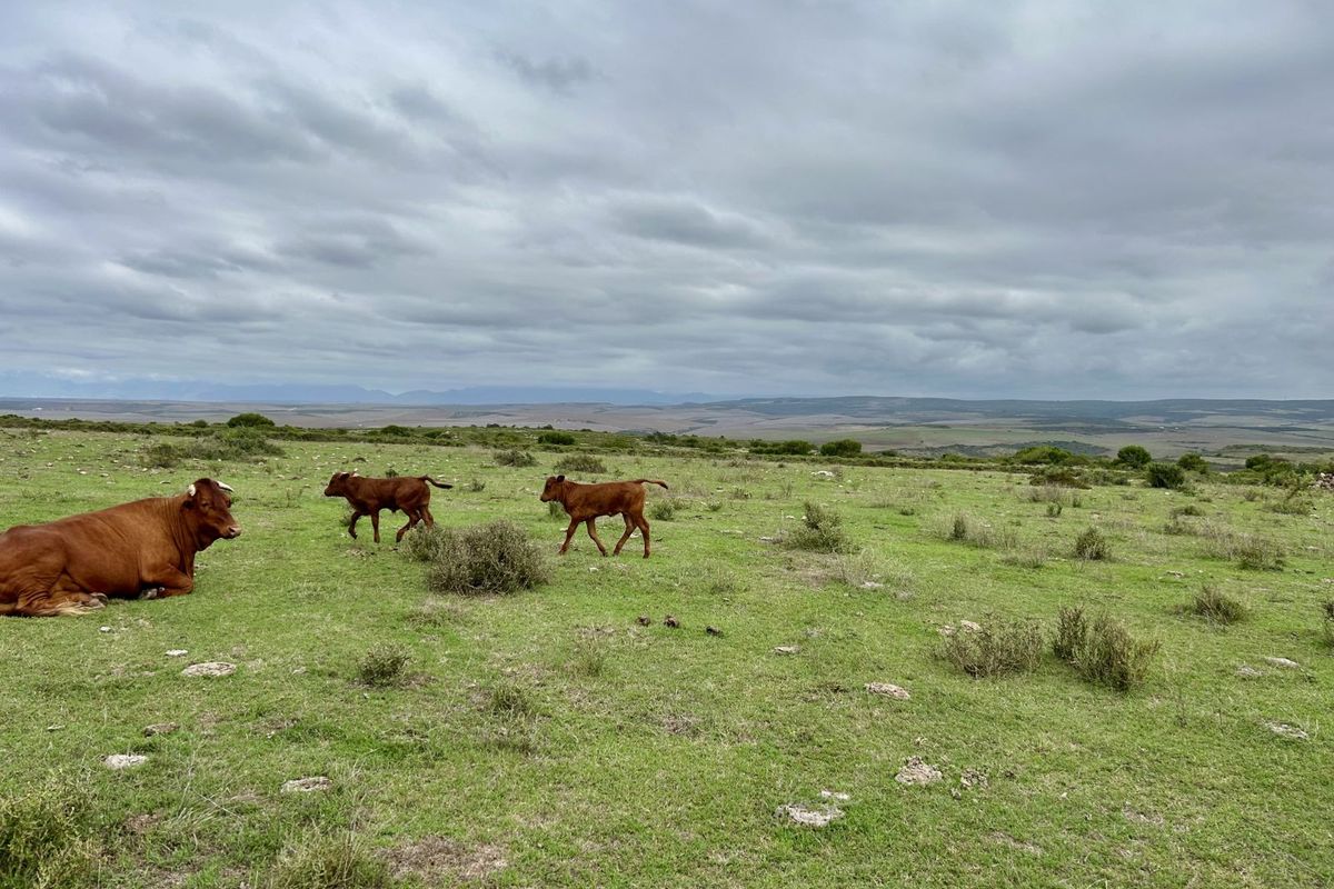 Farm For Sale in Mossel Bay Rural - Photo 4