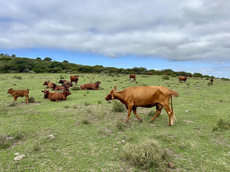 Farm For Sale in Mossel Bay Rural - Photo 2