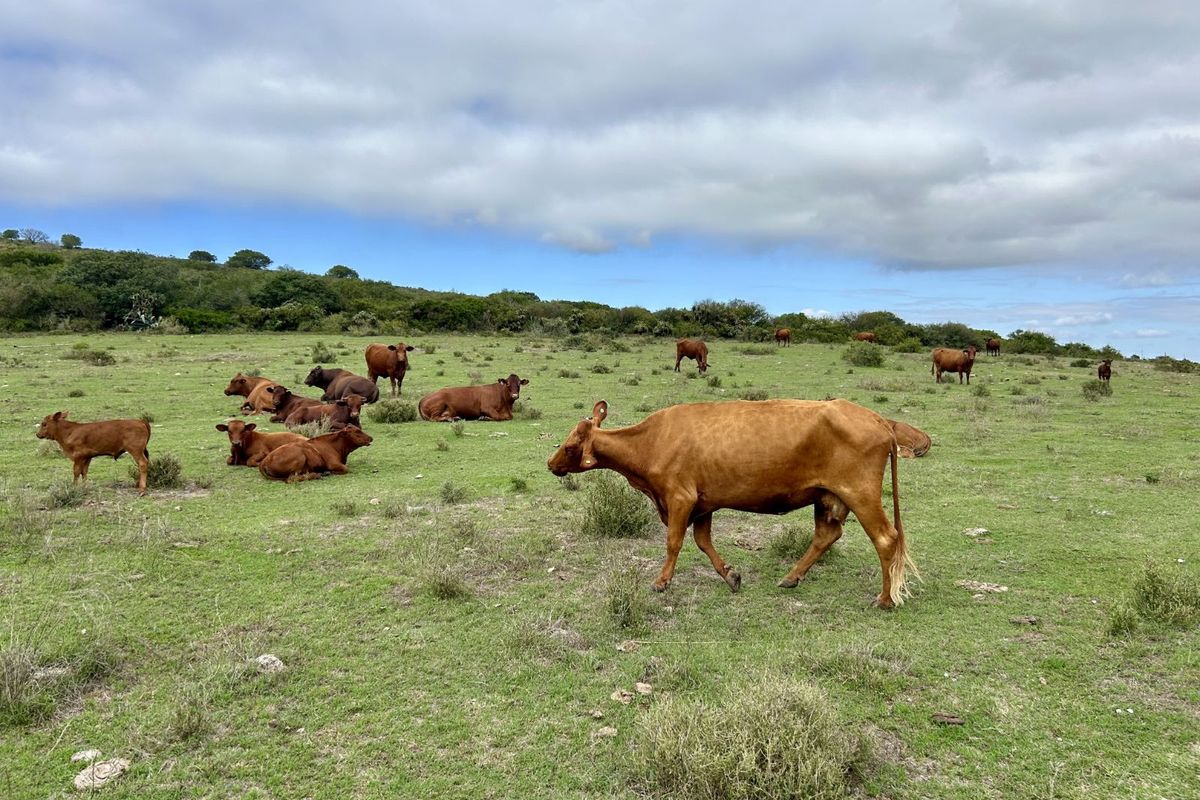 Farm For Sale in Mossel Bay Rural - Photo 2