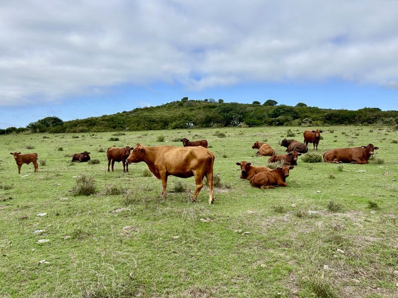 Farm For Sale in Mossel Bay Rural - Photo 3