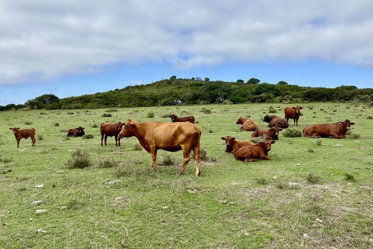 Farm For Sale in Mossel Bay Rural - Photo 3