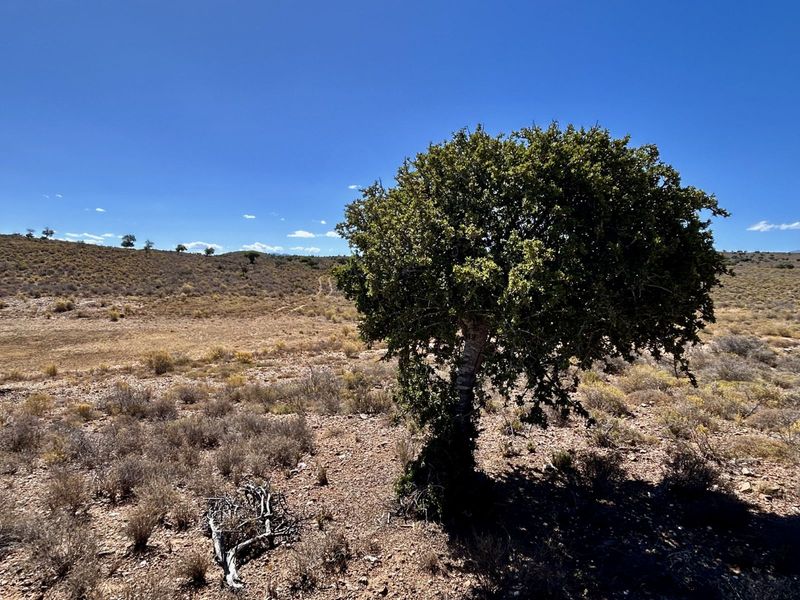 Farm For Sale in Ladismith Rural - Photo 8
