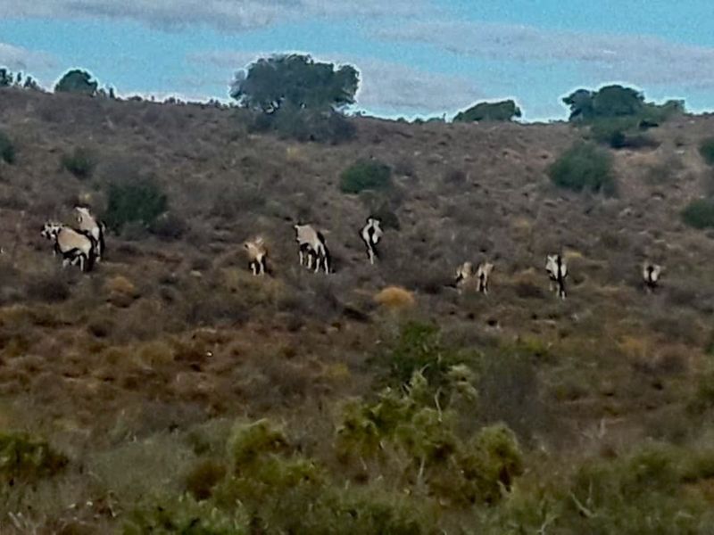 Farm For Sale in Ladismith Rural - Photo 6