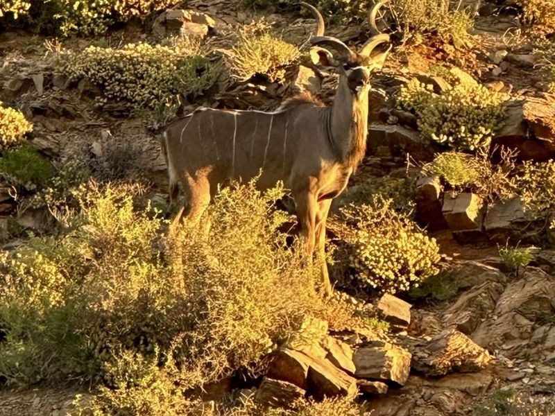 Farm For Sale in Ladismith Rural - Photo 4
