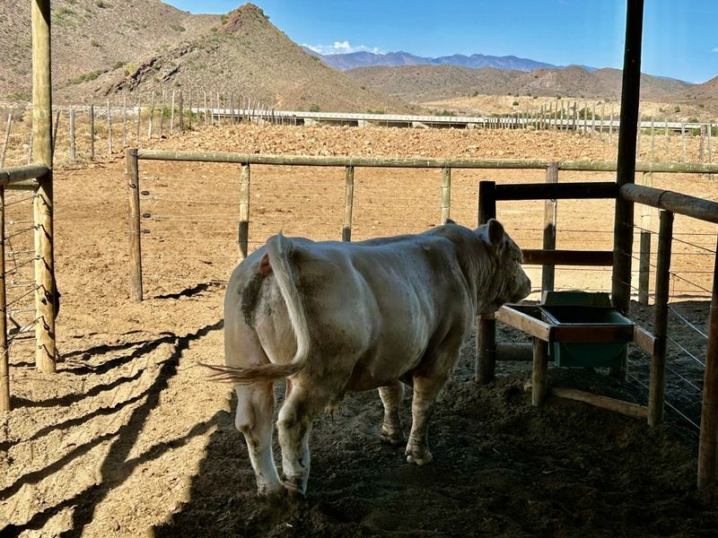 Farm For Sale in Ladismith Rural - Photo 3