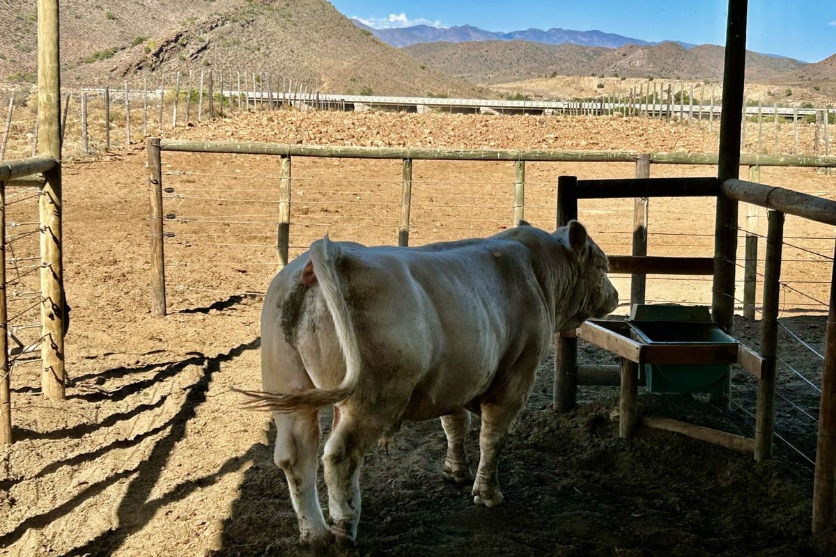 Farm For Sale in Ladismith Rural - Photo 3