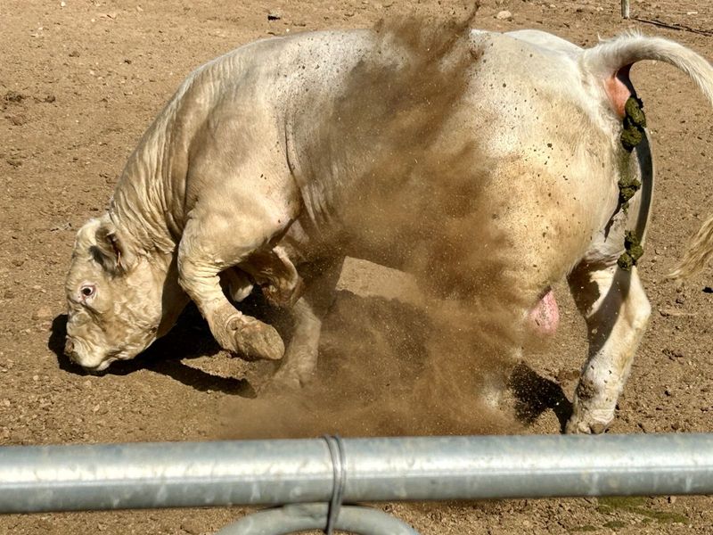 Farm For Sale in Ladismith Rural - Photo 4