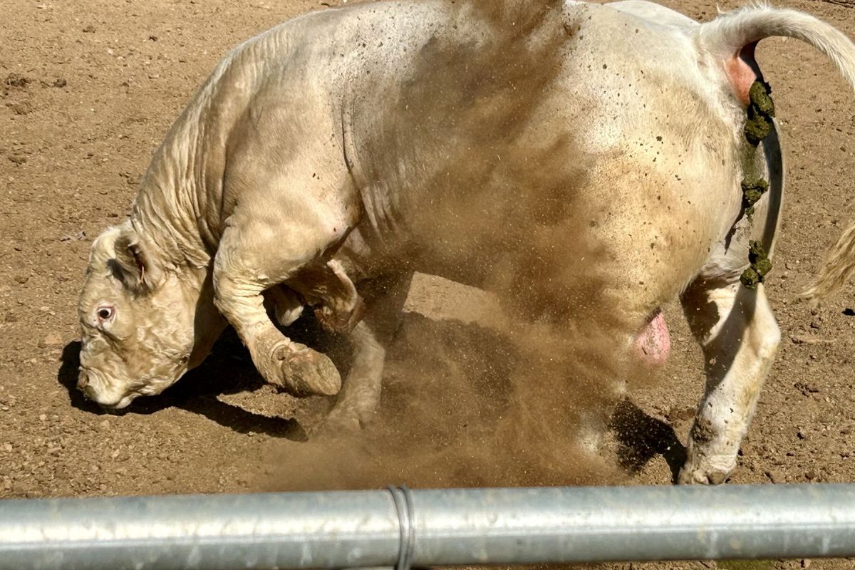 Farm For Sale in Ladismith Rural - Photo 4