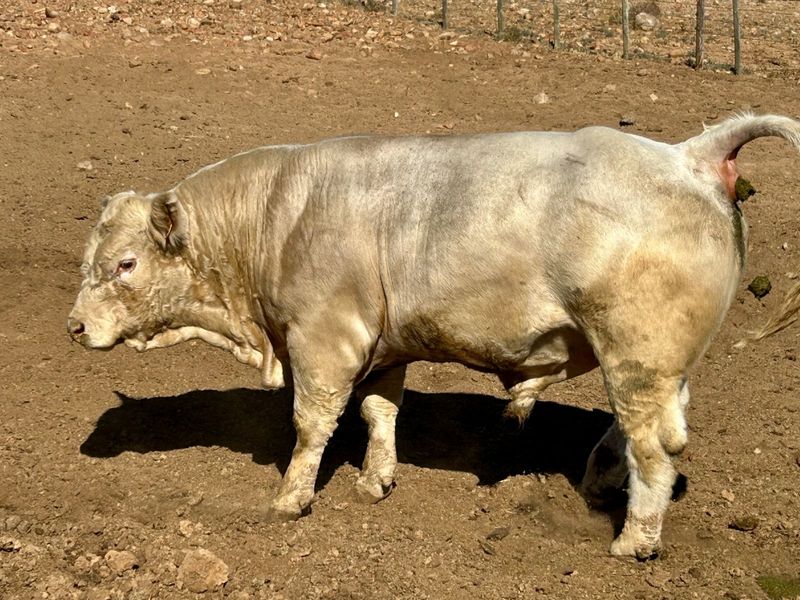 Farm For Sale in Ladismith Rural - Photo 5