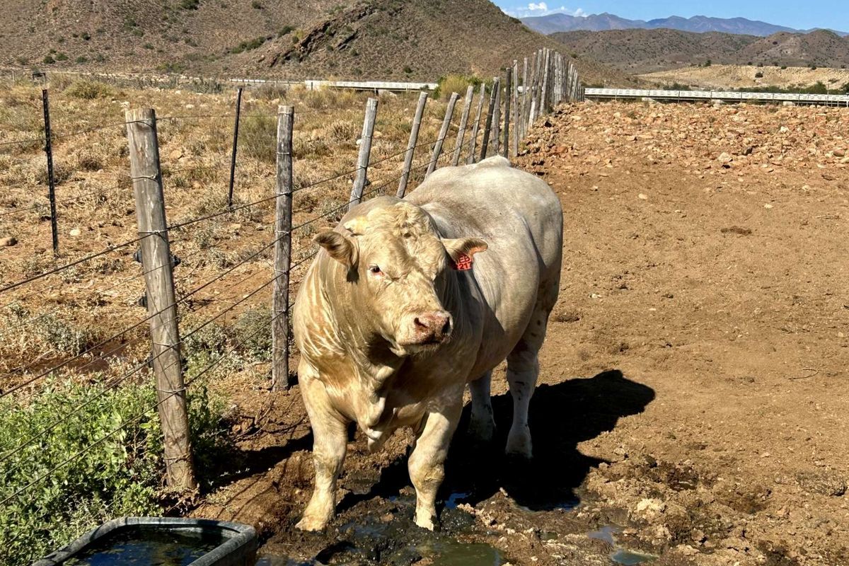 Farm For Sale in Ladismith Rural - Photo 2