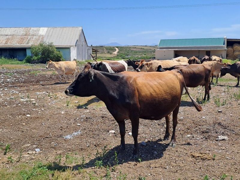 Farm For Sale in Mossel Bay Rural - Photo 5