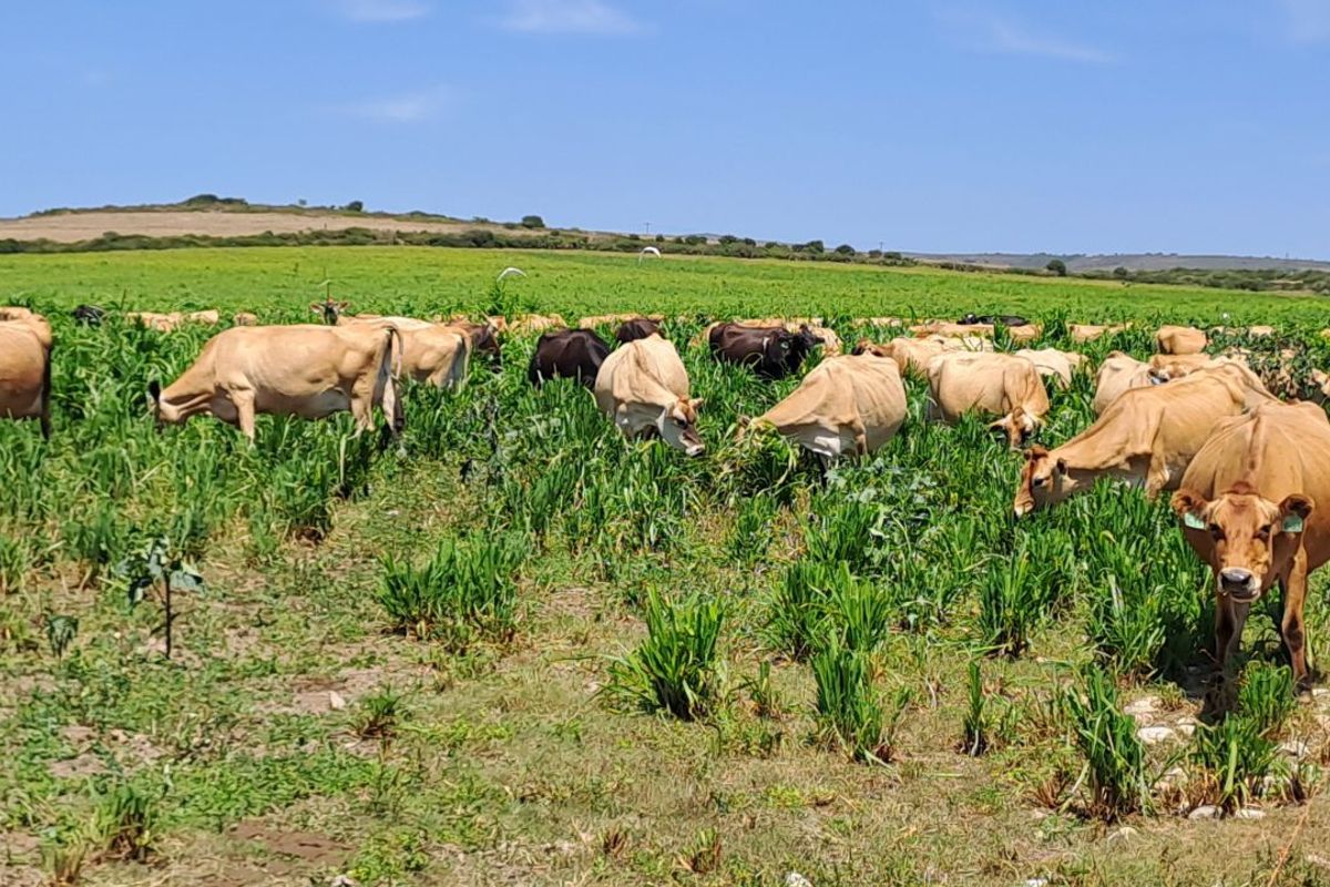 Farm For Sale in Mossel Bay Rural - Photo 4