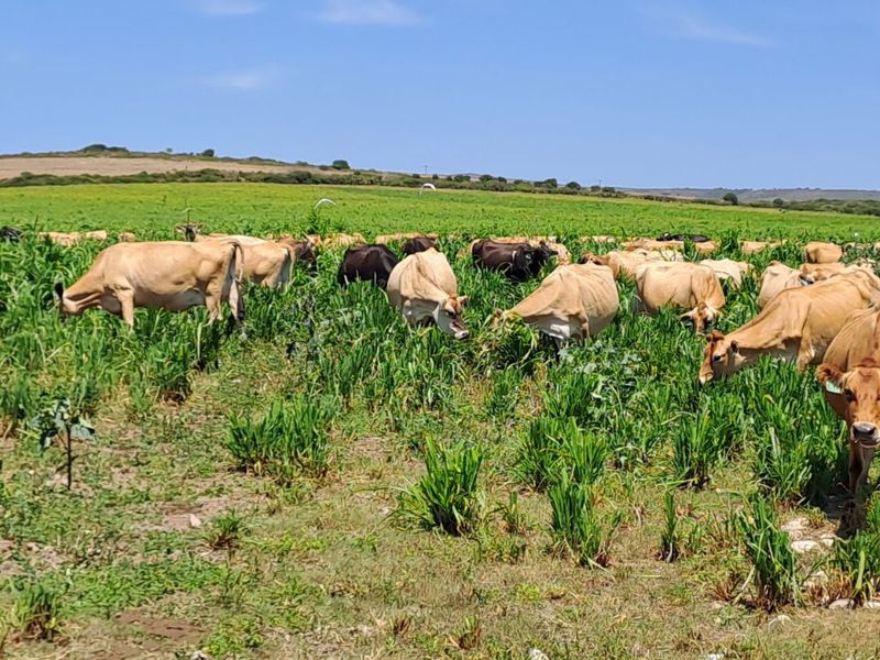 Farm For Sale in Mossel Bay Rural - Photo 4