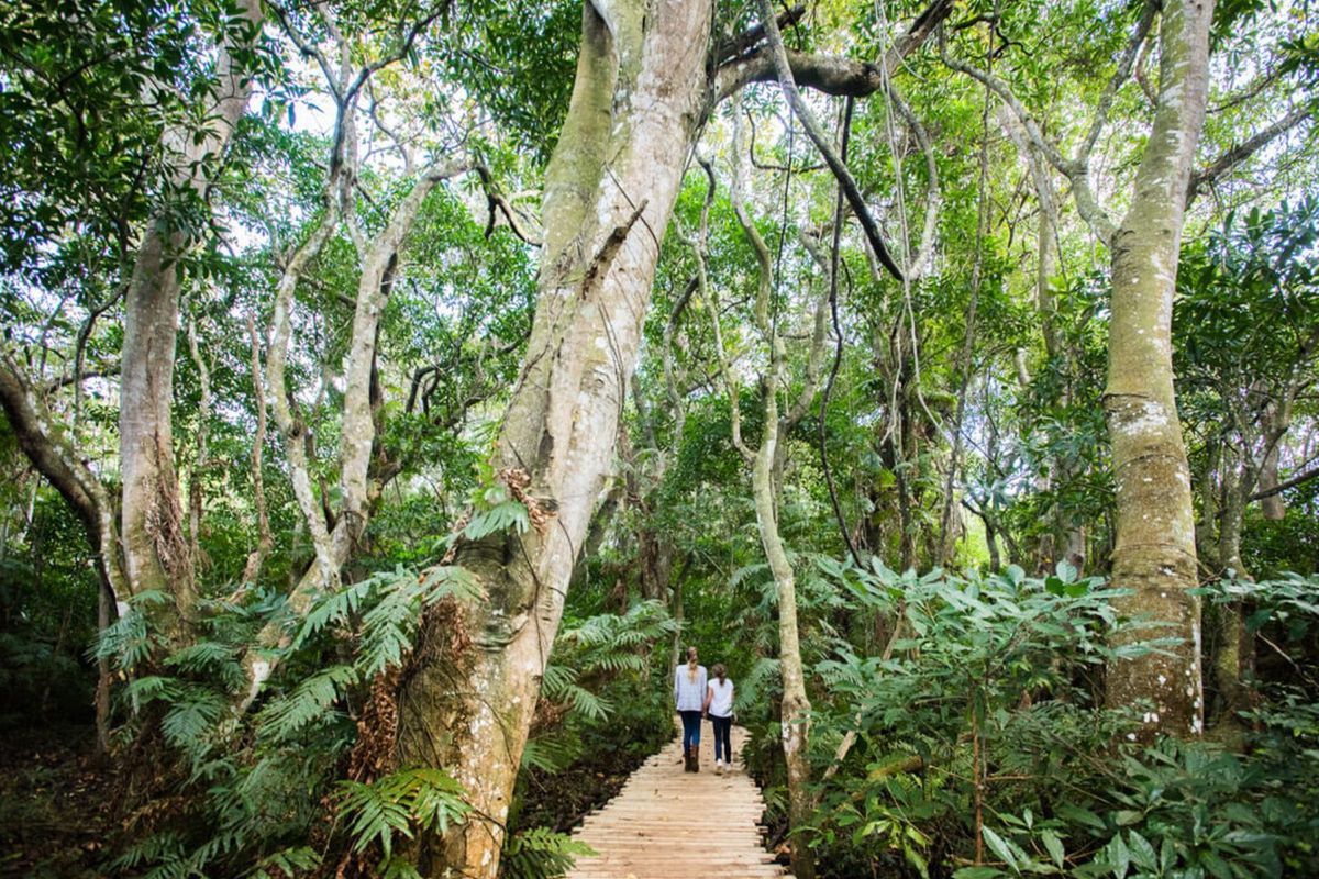 Vacant Land Residential For Sale in Elaleni Coastal Forest Estate - Photo 4