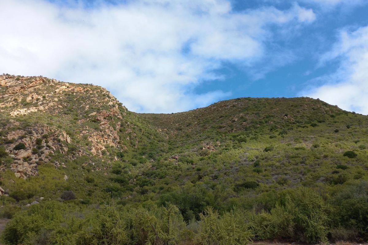 Farm For Sale in Calitzdorp Rural - Photo 5