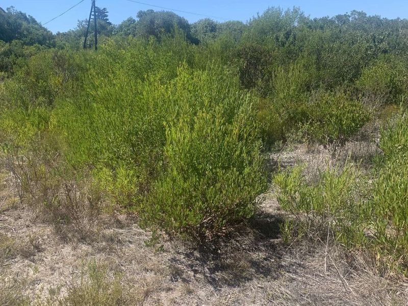 Vacant Land Residential For Sale in Stilbaai Oos - Photo 5