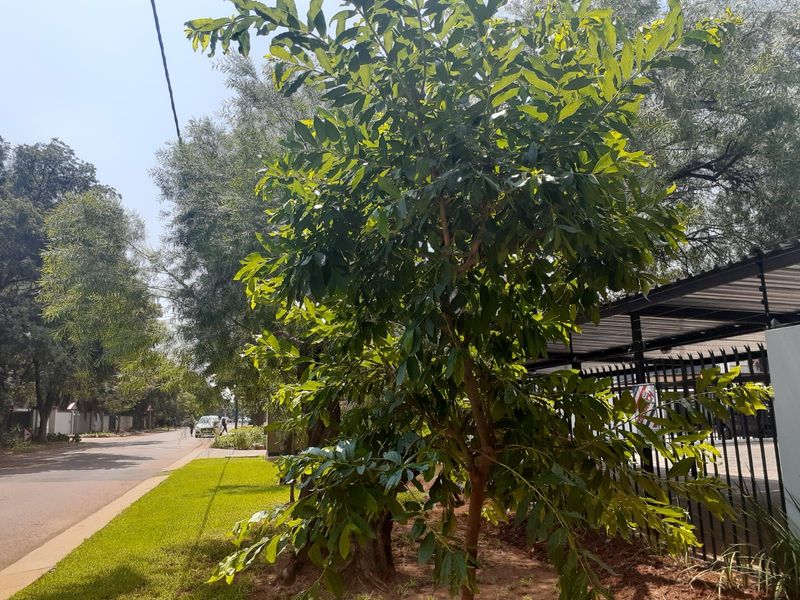 Apartment For Sale in Lyttelton Manor - Photo 2