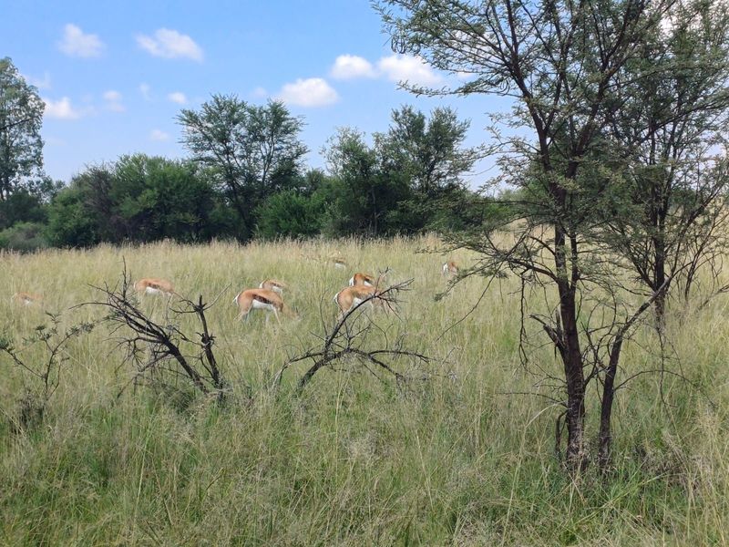 Farm For Sale in Orkney Rural - Photo 10