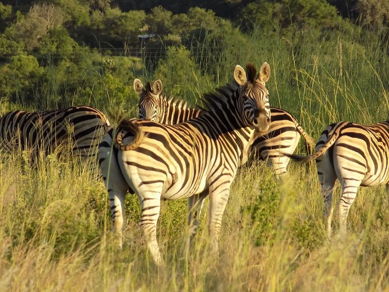 House For Sale in Modimolle Rural - Photo 4