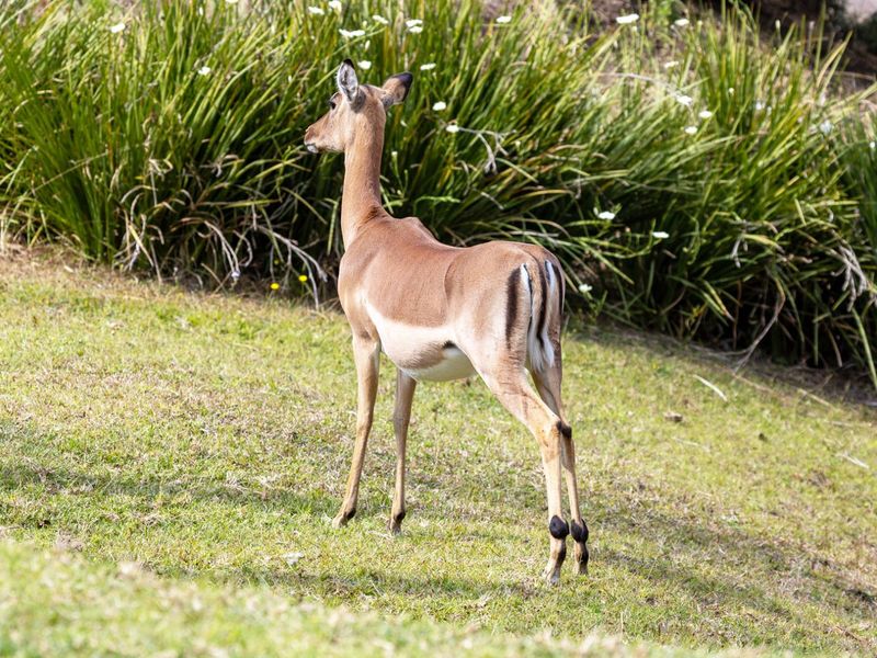 Vacant Land Residential For Sale in Forest Hills - Photo 2
