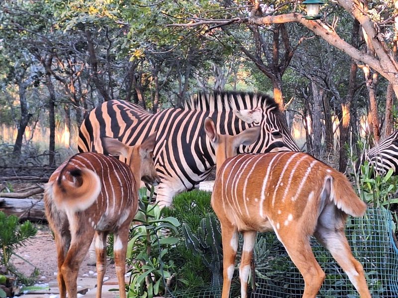 Vacant Land Residential For Sale in Koro Creek Golf Estate - Photo 8