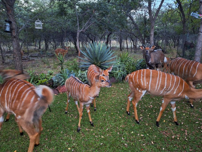 Vacant Land Residential For Sale in Koro Creek Golf Estate - Photo 4