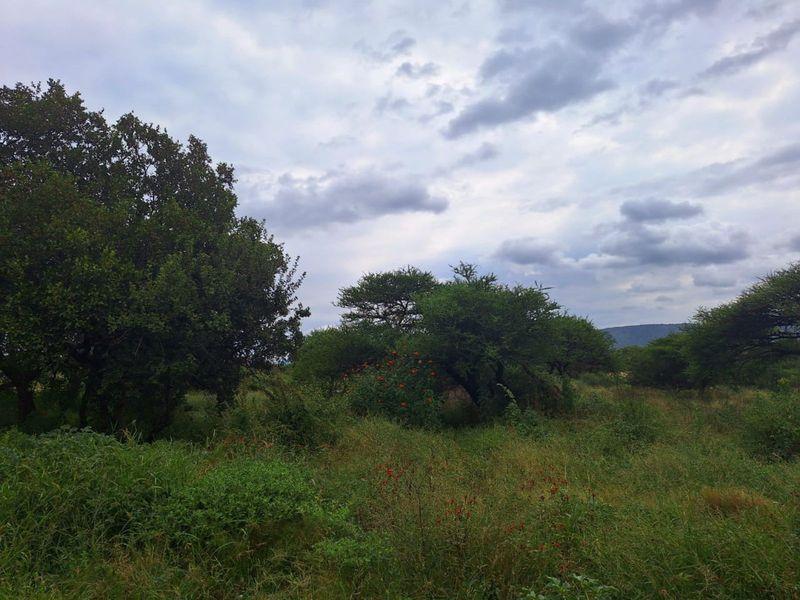Farm For Sale in Mokopane Rural - Photo 6