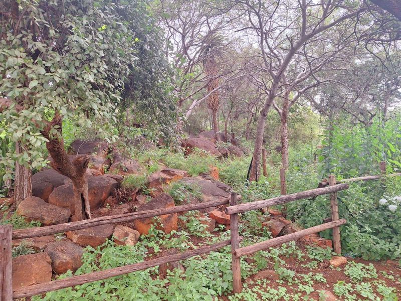 Farm For Sale in Mokopane Rural - Photo 5