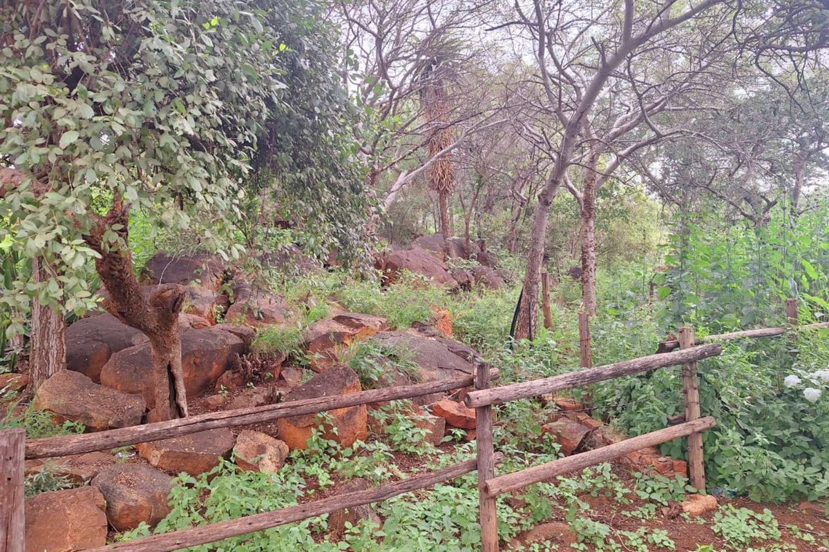 Farm For Sale in Mokopane Rural - Photo 5