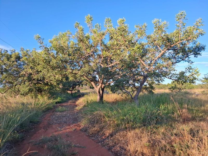 Farm For Sale in Myngenoegen AH - Photo 5