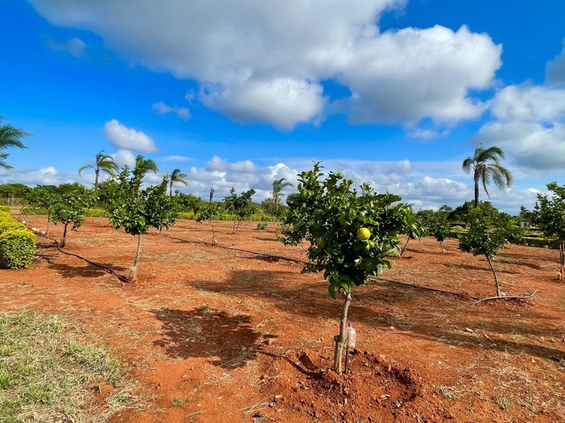 Farm For Sale in Myngenoegen AH - Photo 10