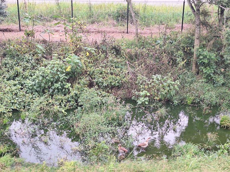 Apartment For Sale in Sheffield Beach - Photo 9