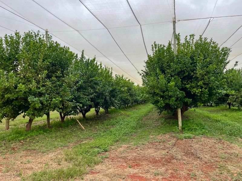 Farm For Sale in Polokwane Rural - Photo 8